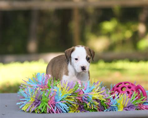 gainesville craigslist pets|adoptable dogs in gainesville fl.